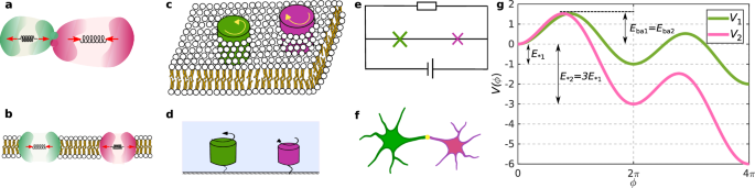 Fig. 1: Examples of coupled noise-activated oscillators.