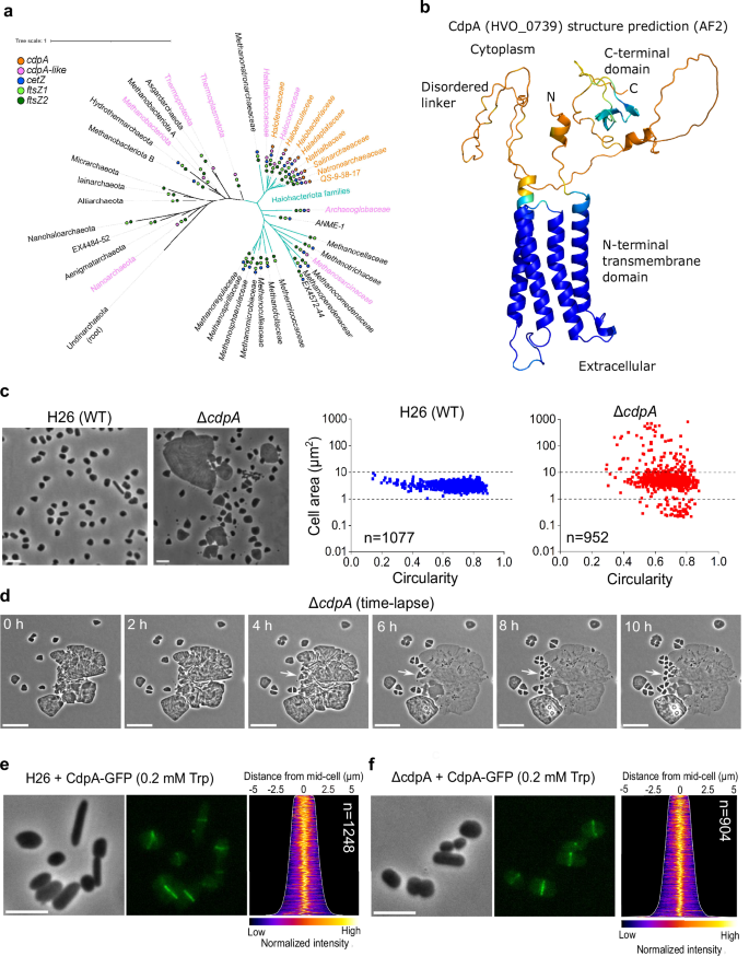 Fig. 1: CdpA is a cell division protein in haloarchaea.