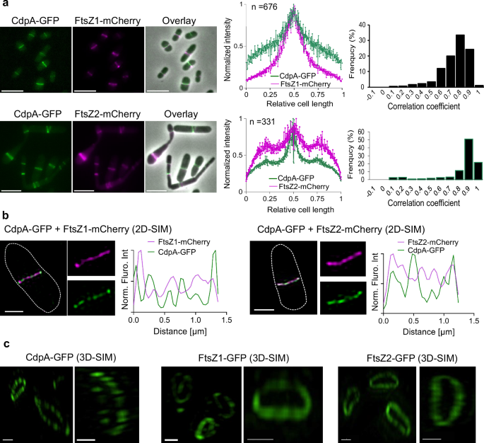 Fig. 2: Sub-cellular and sub-ring localisation of CdpA with FtsZ1 or FtsZ2.