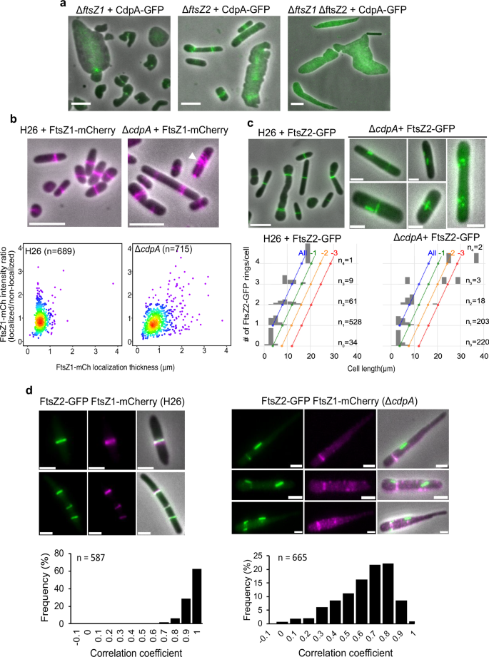 Fig. 3: CdpA, FtsZ1 and FtsZ2 show different localization interdependencies and strongly influence each other’s midcell structures.