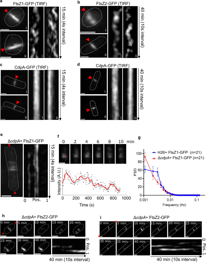 Fig. 4: Division protein localization dynamics and the effect of cdpA deletion on FtsZ1 and FtsZ2 movement.
