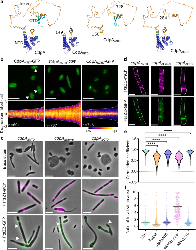 Fig. 5: The three domains of CdpA have different contributions to the role of CdpA in of the organisation of FtsZ1 and FtsZ2.