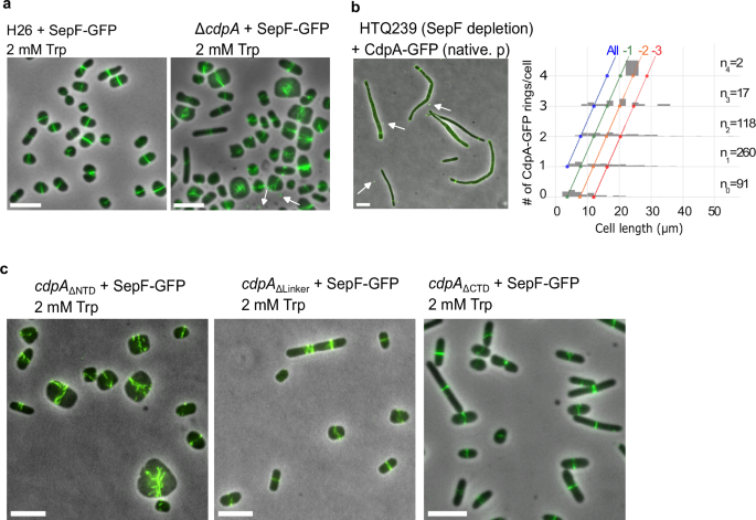 Fig. 6: The interdependency of CdpA and SepF localisation.