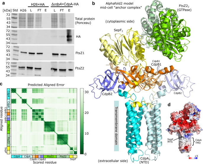 Fig. 7: CdpA is associated with FtsZ2 and other division proteins in a putative membrane anchor complex.