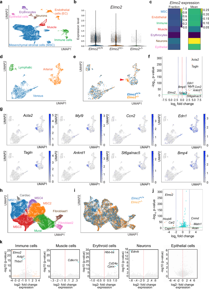 Fig. 3: scRNA-seq analysis of the E12.5 cervical region.