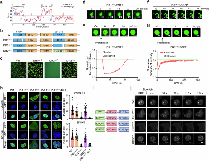 Fig. 2: hnRNPL phase separation is dependent on its IDR2 domain.