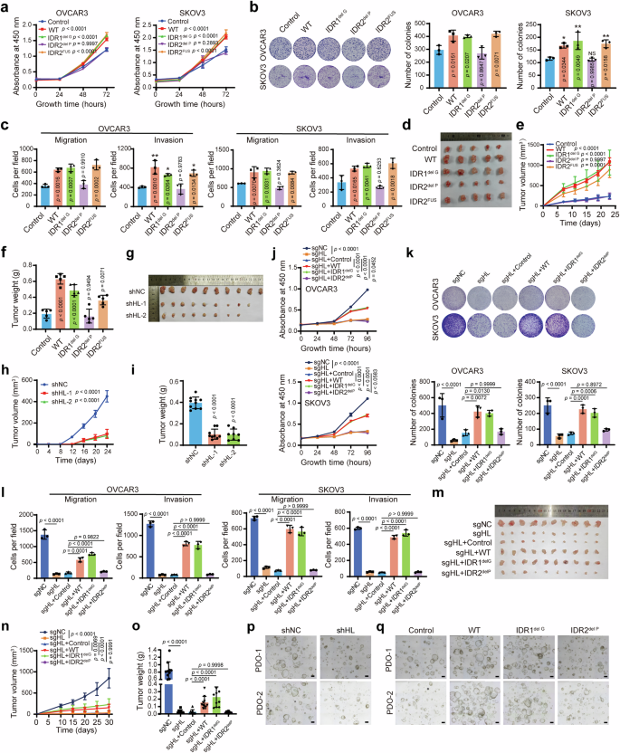 Fig. 3: hnRNPL phase separation facilitates ovarian cancer progression.