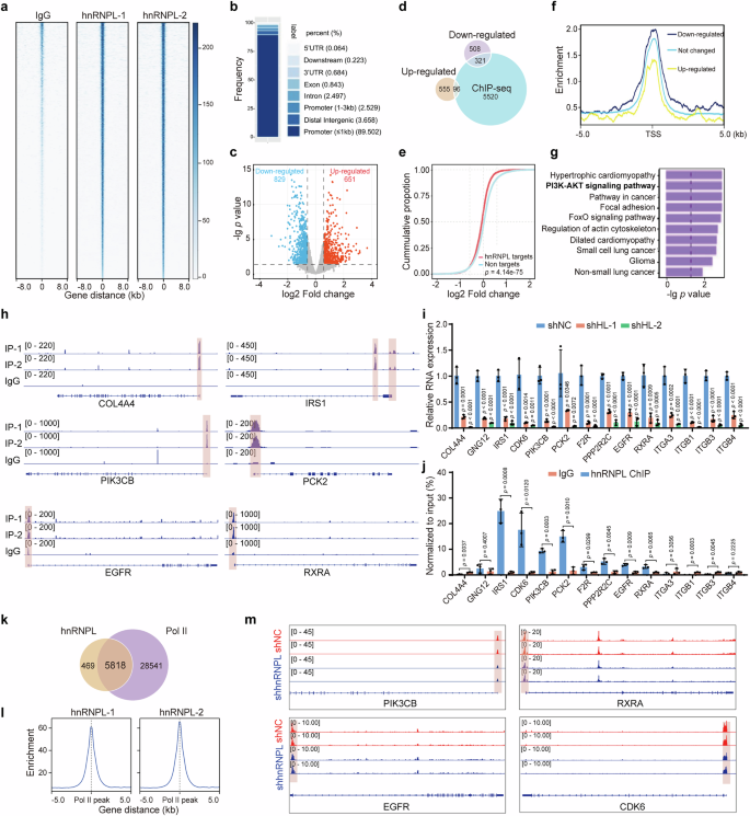 Fig. 4: hnRNPL binds chromatin and regulates gene transcription.