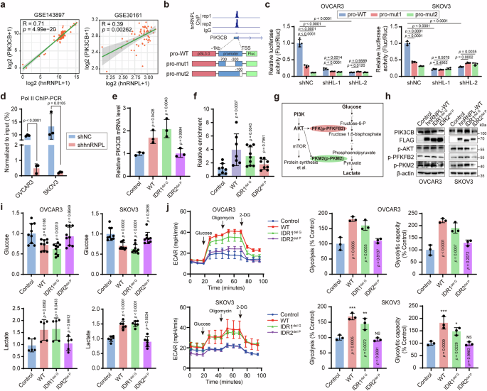 Fig. 5: hnRNPL regulates PIK3CB transcription to enhance glycolysis.