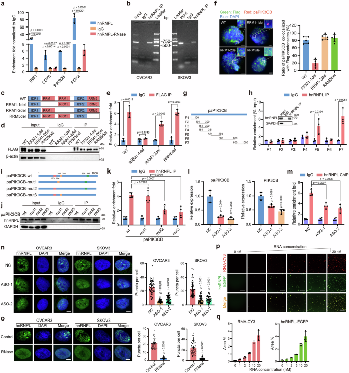 Fig. 6: paPIK3CB RNA promotes hnRNPL phase separation.