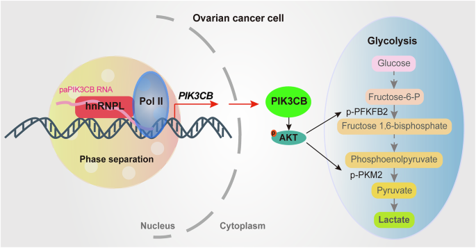 Fig. 8: The proposed model of hnRNPL phase separation promoting glycolysis in ovarian cancer.