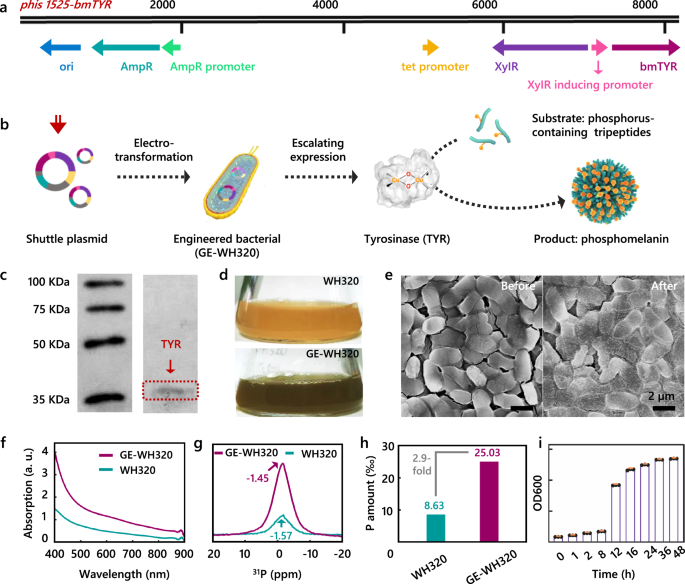 Fig. 1: Phosphomelanin production from engineered bacteria.