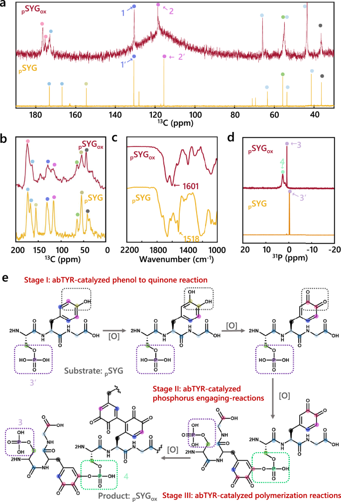 Fig. 2: Structural characterizations of phosphomelanin.