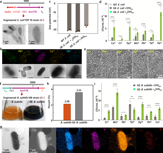 Fig. 4: In situ biosynthesis of phosphomelanin in microbes enabling resistance to HMs.