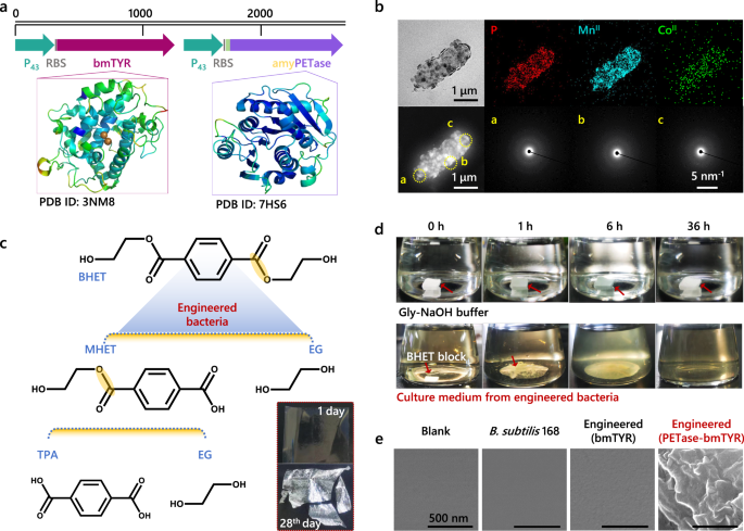 Fig. 5: The construction of an engineered microbial platform for integrated management of metalized plastic waste.