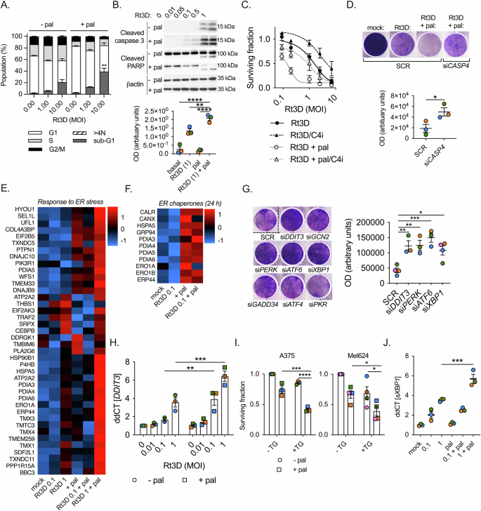 Fig. 5: Palbociclib sensitises cells to UPR activation/ER stress and in combination with Rt3D induces an ER stress signature.