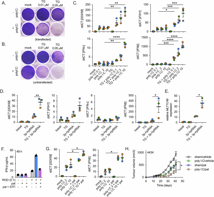 Fig. 6: Crosstalk between RNA sensors and ER stress/UPR activation enhances RNA sensing and IFN response.