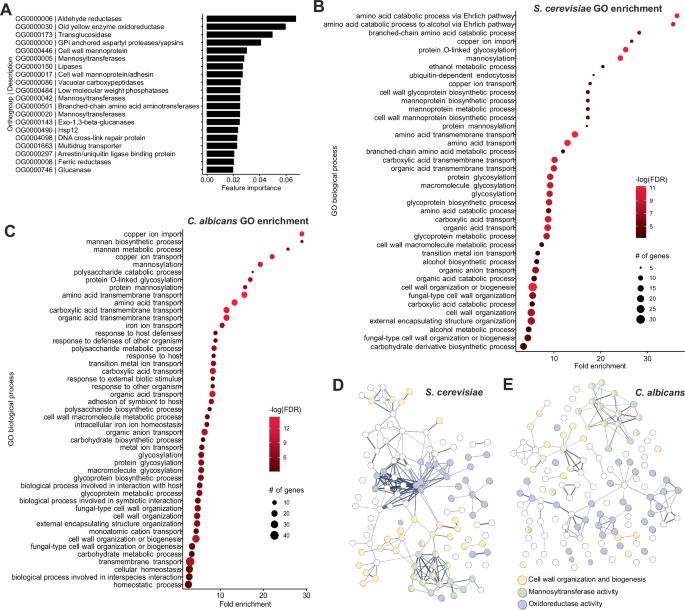 Fig. 3: Top features used to predict ROS resistance are enriched in genes involved in reductase activity and cell wall organization and biogenesis.
