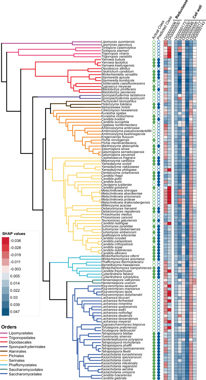 Fig. 4: Influence of gene families on classification across species using SHAP values.