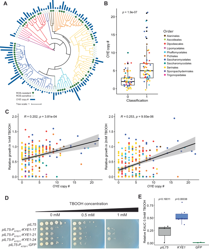 Fig. 5: Increased old yellow enzyme (OYE) gene family size promotes ROS resistance in yeasts.