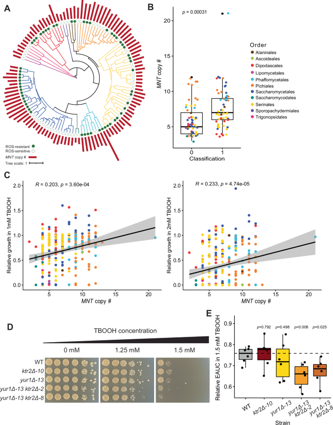 Fig. 6: The mannosyltransferase-encoding gene family contributes to ROS resistance in yeasts.