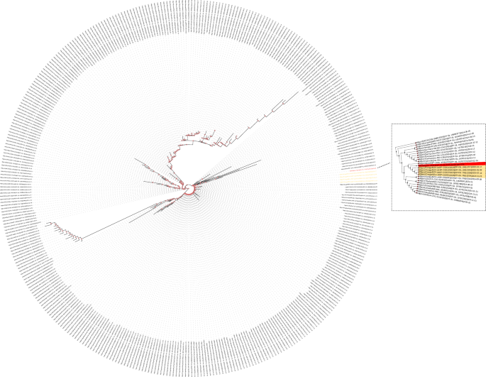 Fig. 3: Phylogenetic tree analysis of the 378 MPXV clade Ib sequences from GISAID.