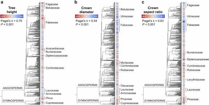 Fig. 3: Variation in tree crown architecture across the tree of life.
