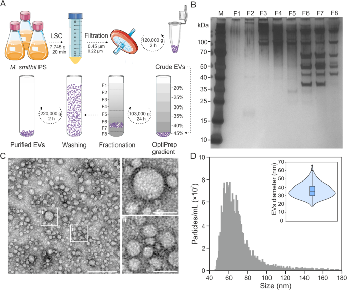 Fig. 1: Characterization of EVs produced by the methanogenic archaeon Methanobrevibacter smithii PS.