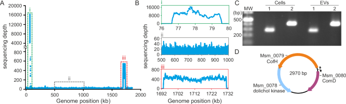 Fig. 2: DNA content of M. smithii EVs.