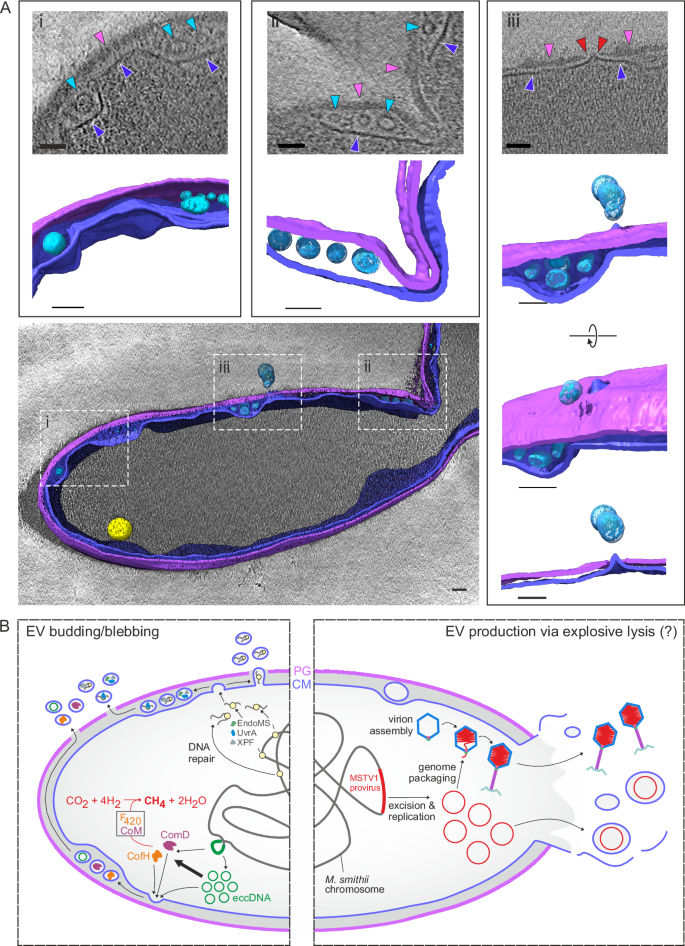 Fig. 4: Biogenesis of extracellular vesicles (EVs) by M. smithii cells.