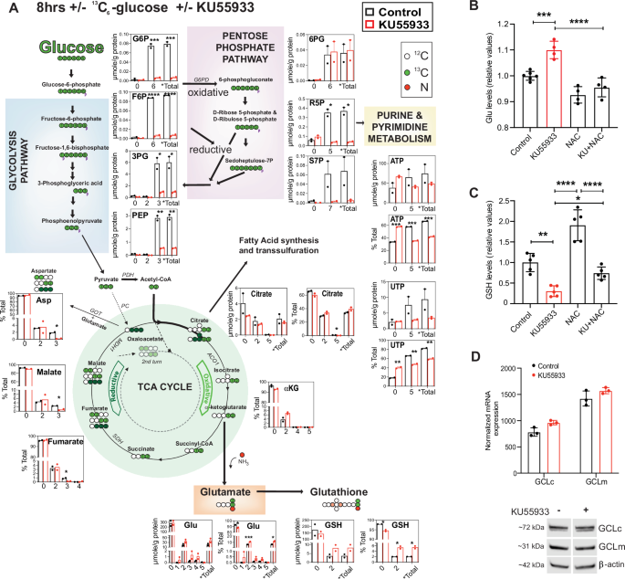 Fig. 2: ATMi rewires metabolism leading to glutamate accumulation and glutathione depletion.