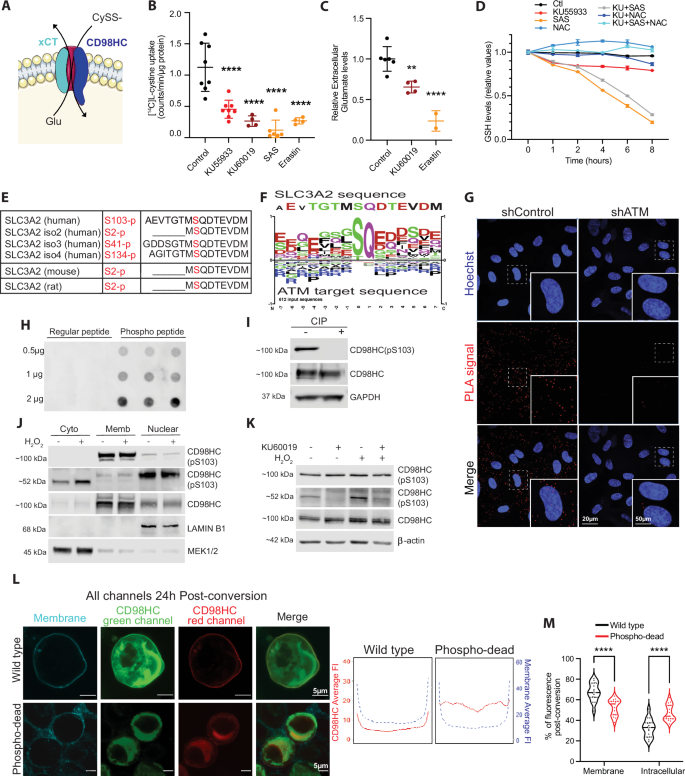 Fig. 3: ATM modulates the xc– antiport system through phosphorylation of CD98HC.