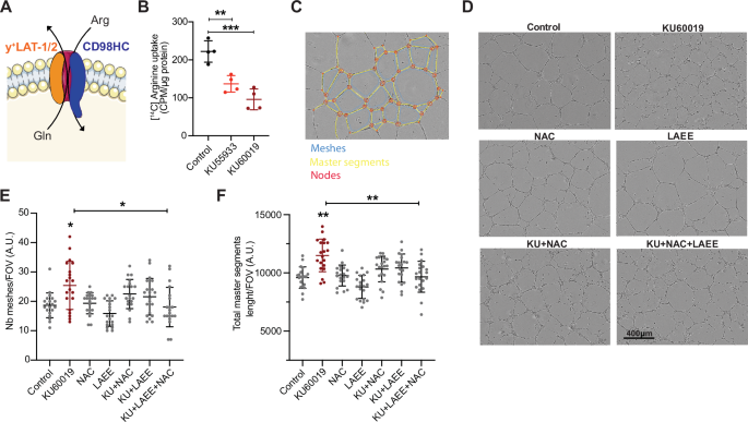 Fig. 4: ATM phosphorylation of CD98HC impacts angiogenesis.