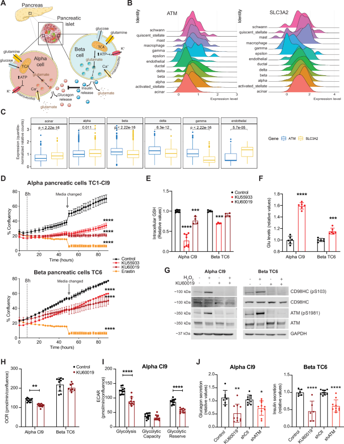 Fig. 5: Pancreatic a and b cells are highly sensitive to ATM and xc- inhibition.