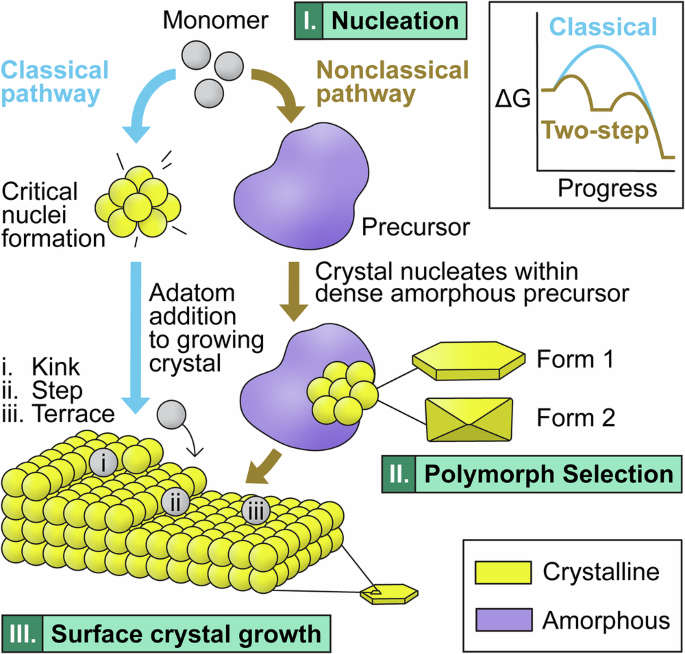 Fig. 1: Mechanisms of modifier disruption of calcium oxalate crystallization.