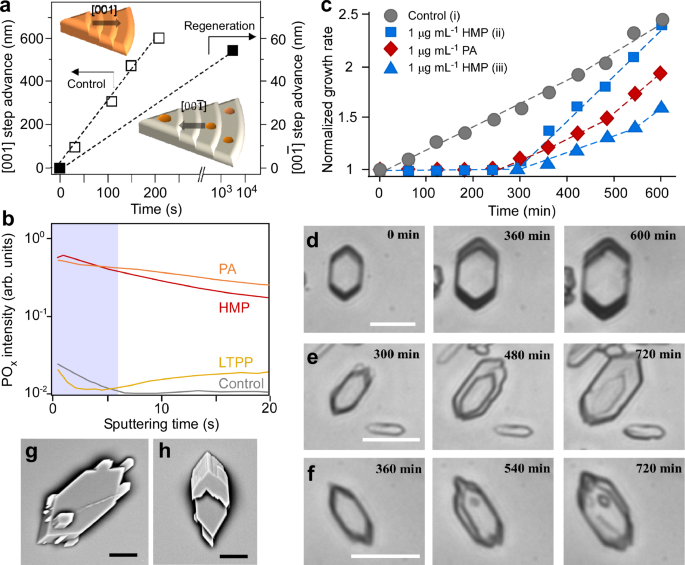 Fig. 7: Regeneration of strained COM crystals.
