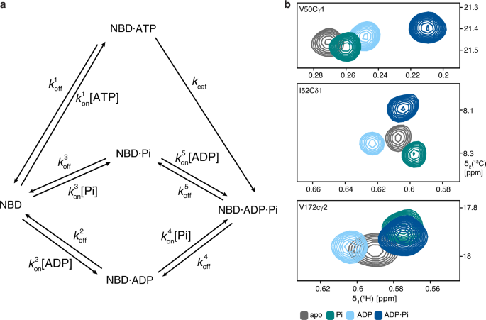 Fig. 2: Reaction scheme and NMR fingerprints for the BiP NBD functional cycle.