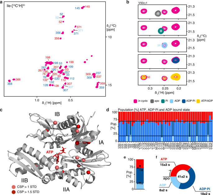 Fig. 4: Resonance assignment of the NBD·ATP-bound state.