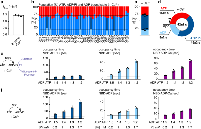 Fig. 5: Calcium does not affect the NBD functional cycle.