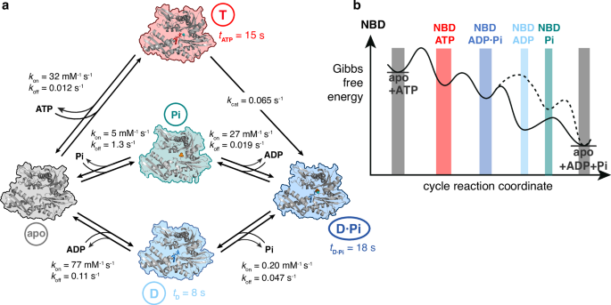 Fig. 6: The five-step functional cycle of BiP NBD and its energy landscape.