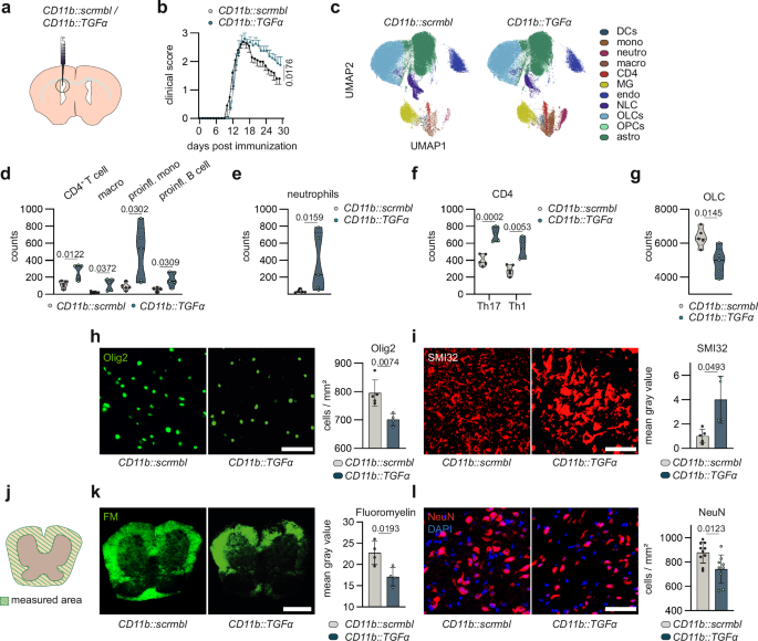 Fig. 2: Microglia-derived TGFα promotes protective effects during acute CNS inflammation.