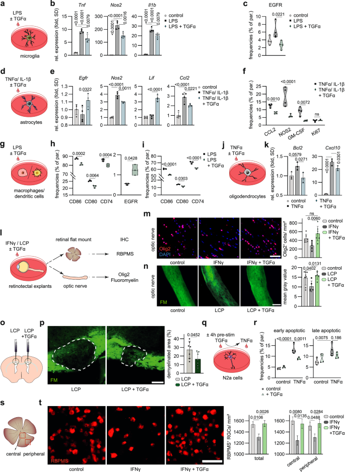 Fig. 3: TGFα promotes protective effects under inflammatory and demyelinating conditions.