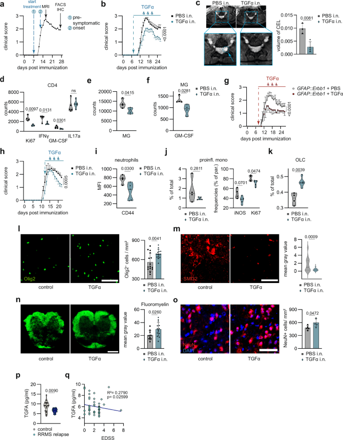Fig. 4: TGFα as treatment target for lesion resolution in autoimmune CNS inflammation.