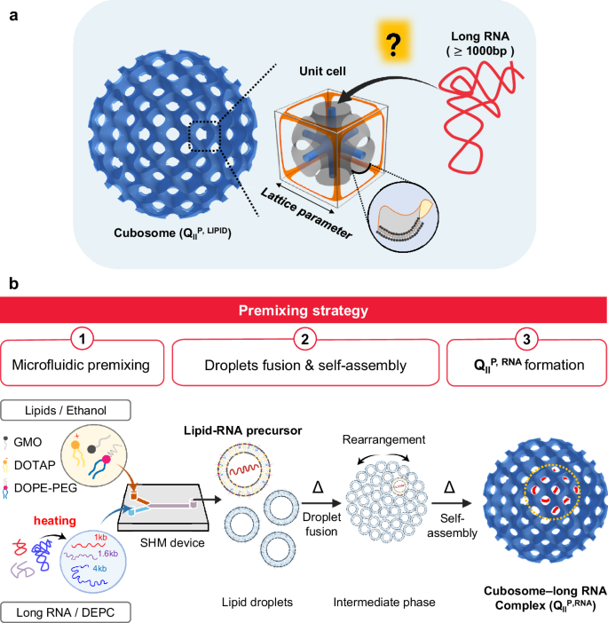 Fig. 1: Premixing strategy for encapsulating long RNA in cubosomes.
