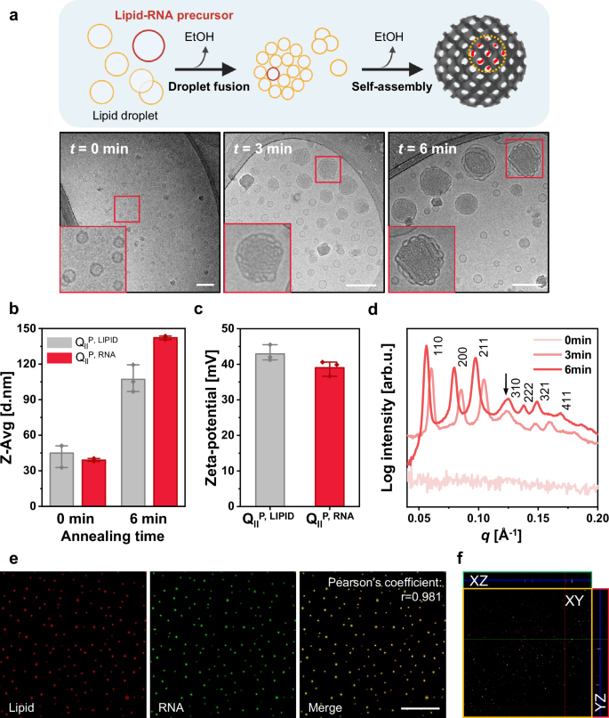 Fig. 2: Mechanism of cubosome–long RNA complex formation.