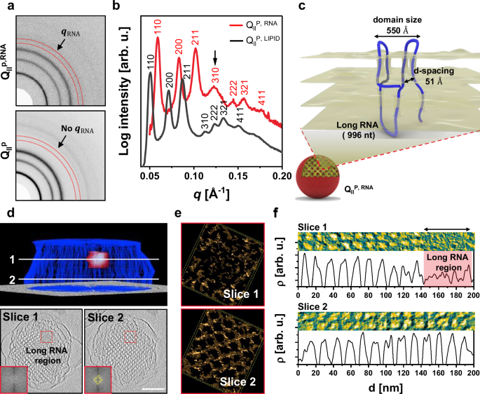 Fig. 3: Structure of the cubosome–long RNA complex.