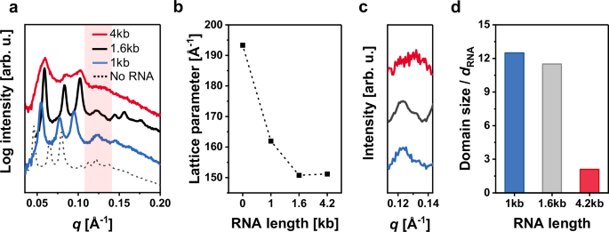 Fig. 4: The impact of RNA length on the internal structure of the cubosomes.