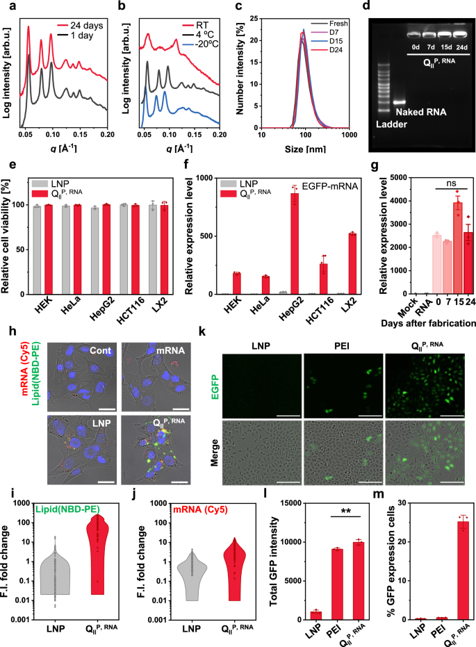 Fig. 5: Physical stability and delivery performance of cubosome–long RNA complex.