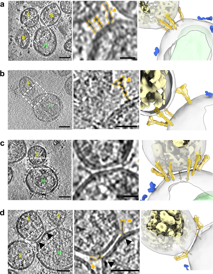 Fig. 2: Capturing SARS-CoV-2 fusion intermediates.