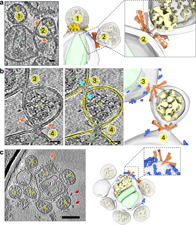 Fig. 3: Complete fusion of SARS-CoV-2 virions with ACE2VLPs upon trypsin treatment.